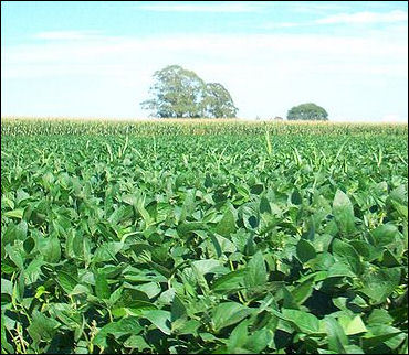20120525-soybean argentina Cultivo_de_soja.jpg